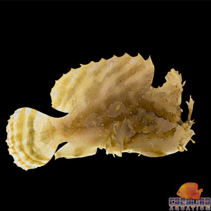 Angler - Sargassum