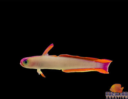 Goby - Firefish Purple