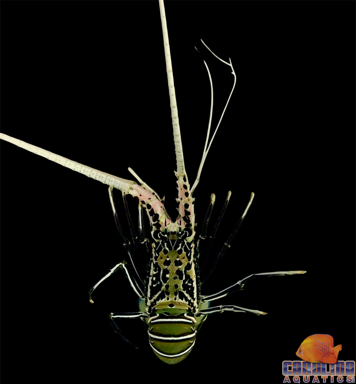 Lobster - Spiny Blue Lg