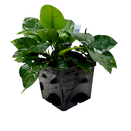 Anubias Barteri Round Leaf Mother Potted