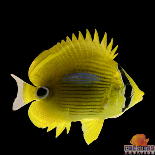 Butterfly - Blue Spot