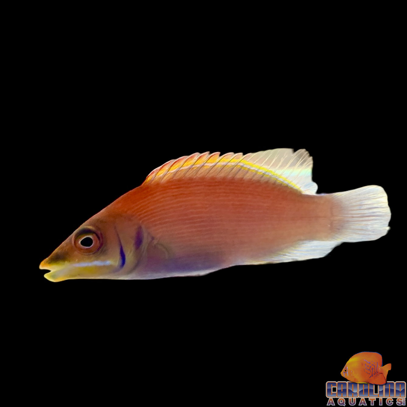 Wrasse - Scarlet