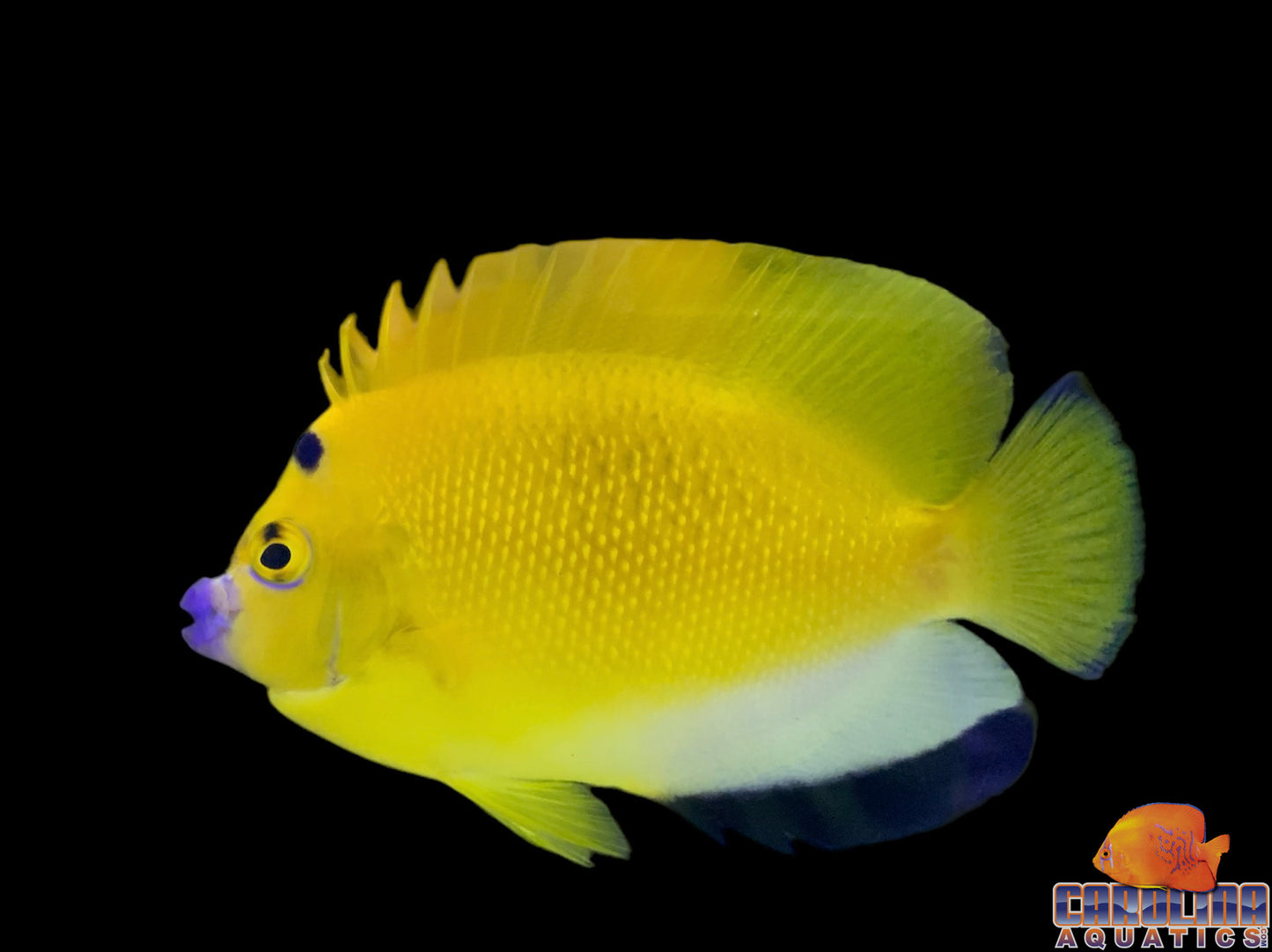 Angel - Flagfin Md/Lg