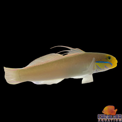 Goby - Sleeper Golden Head Lg