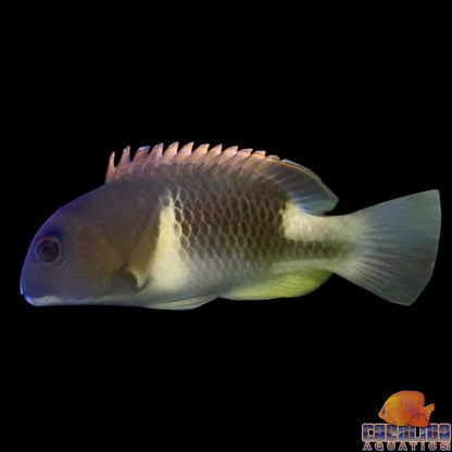 Tusk - Orange Dotted