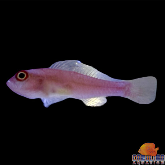 Goby - Ringeye Pygmy