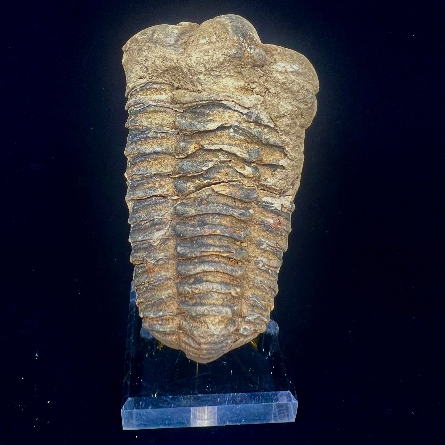 Trilobite Fossil