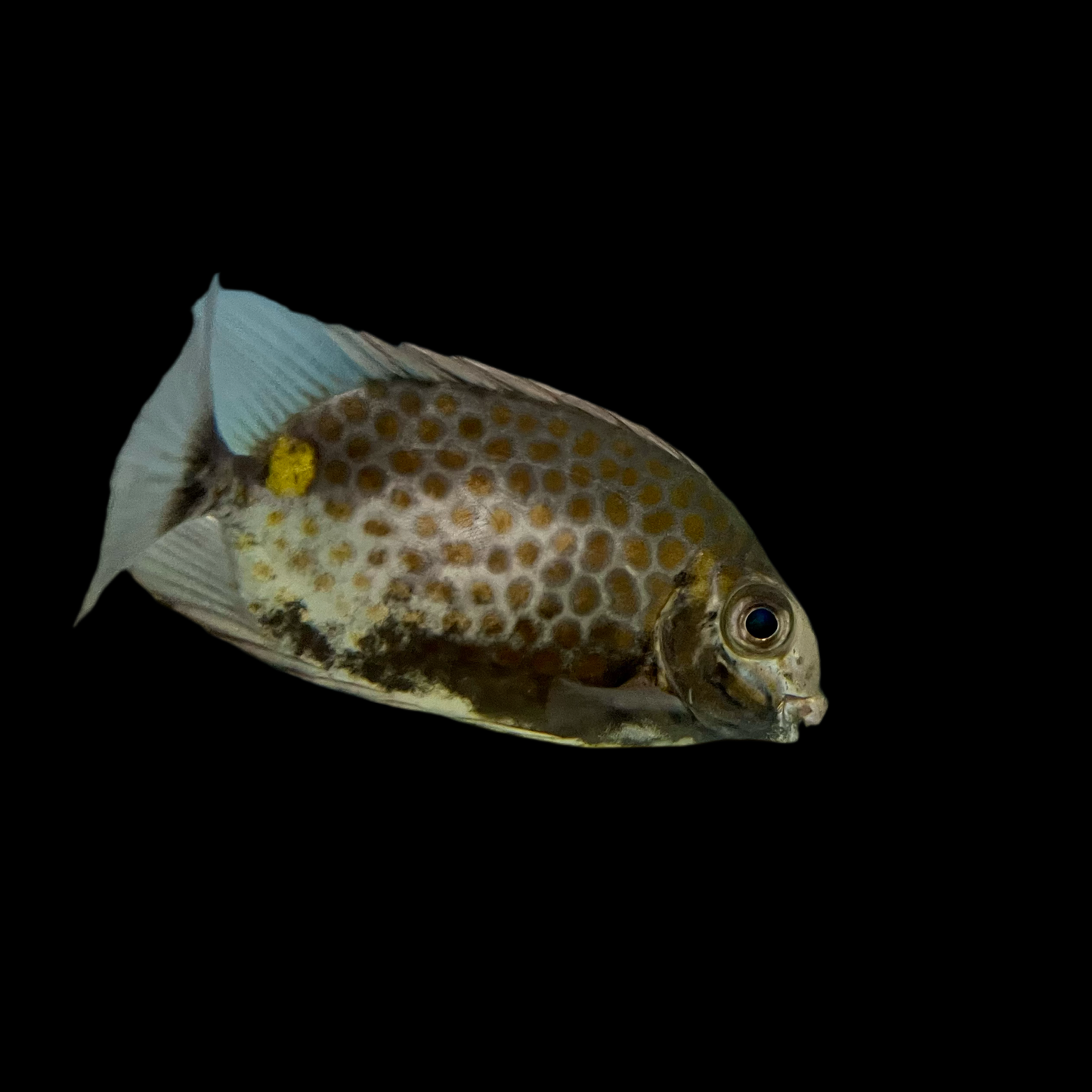 Misc - Orange Spotted Rabbitfish Freshwater 4in