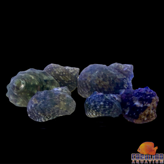 Snail - Turbo Mexican