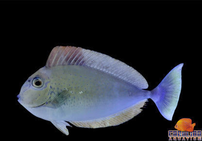 Tang - Vlamingii Lg