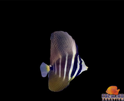 Tang - Sailfin Sm