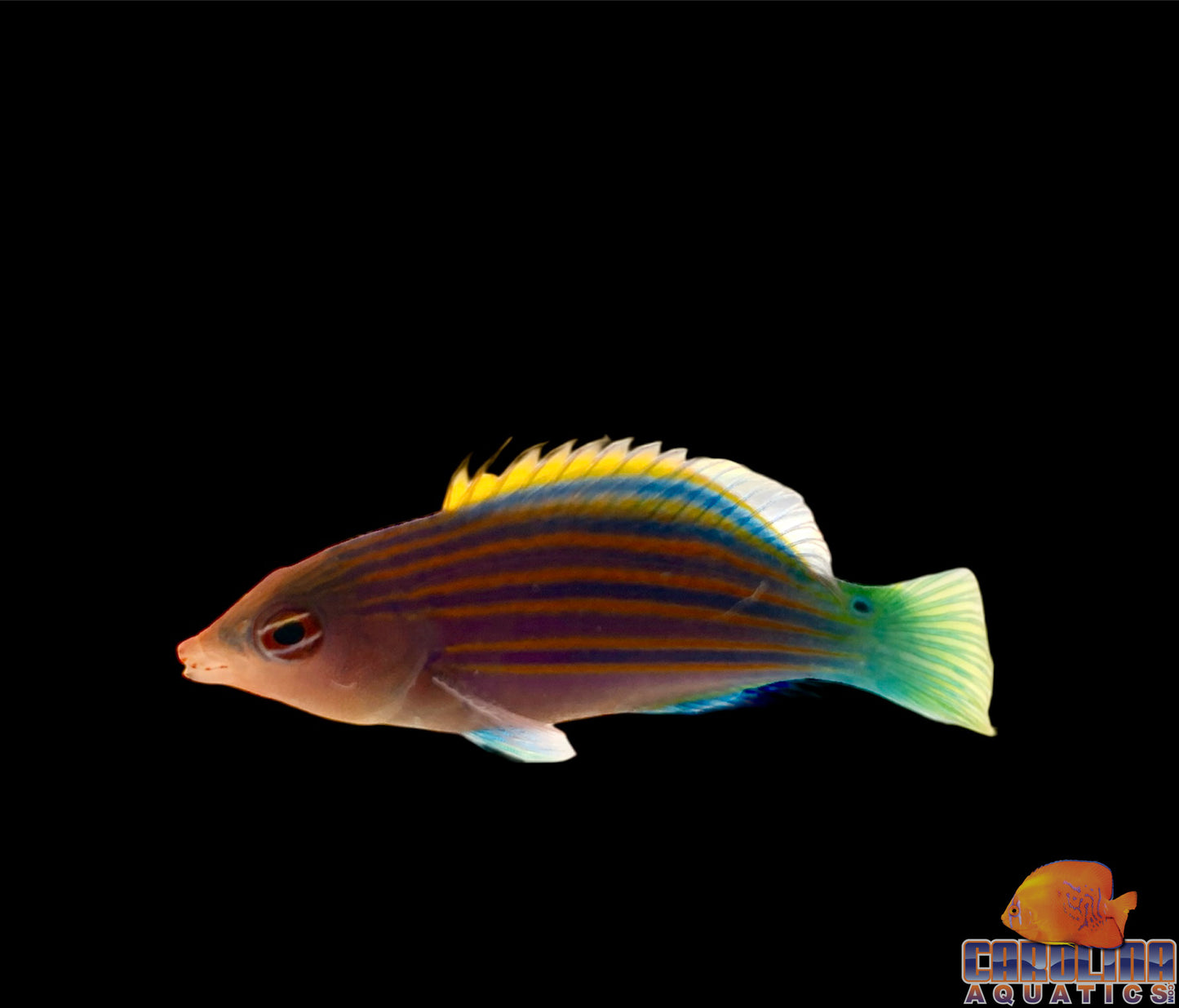 Wrasse - Six line Lg