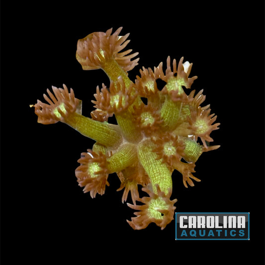 Frag - Goniopora Glitter Bomb