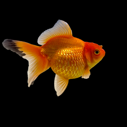 Goldfish - Pearlscale Imported