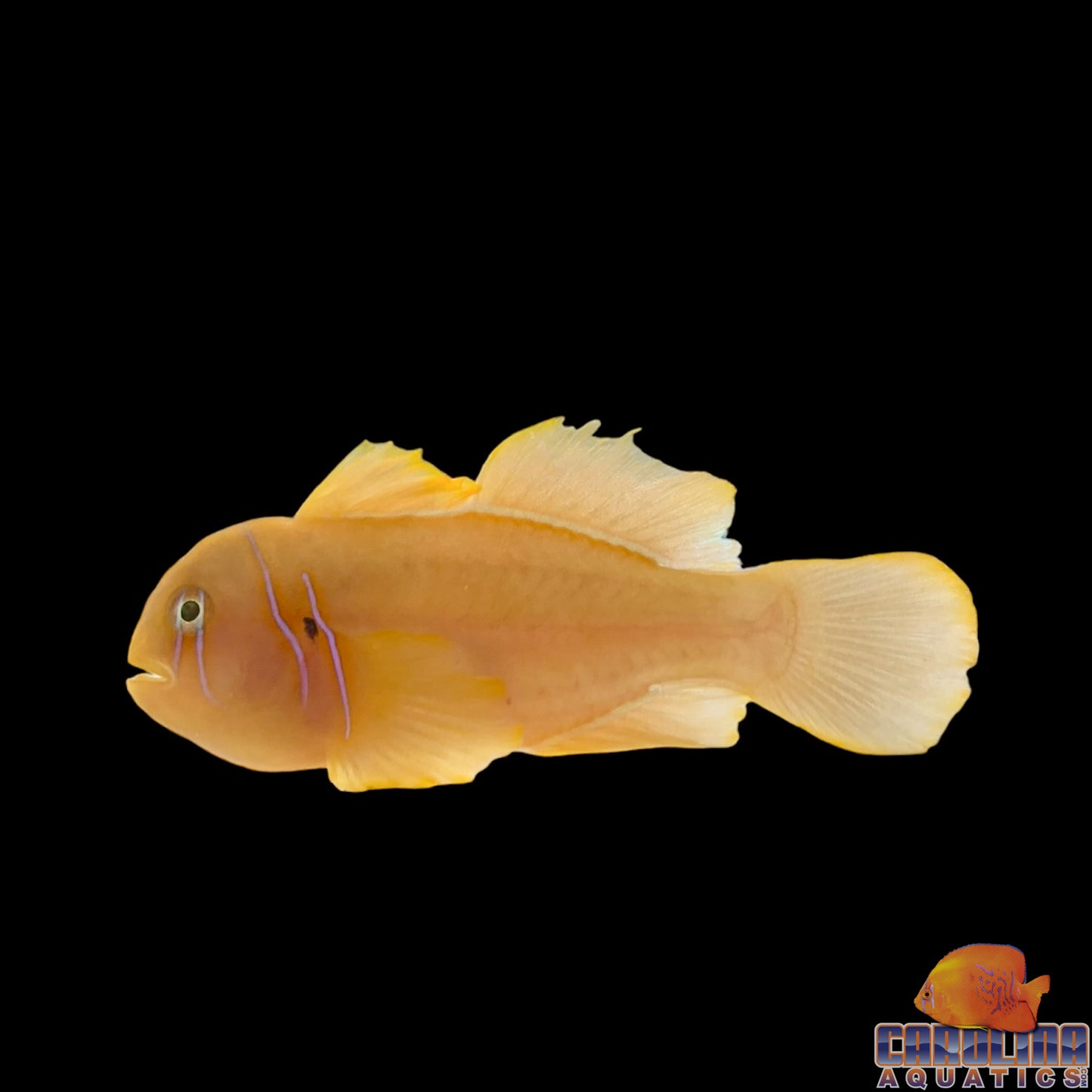 Goby - Citron Sm