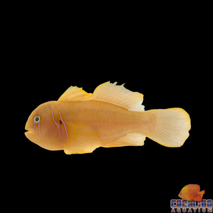 Goby - Citron Sm