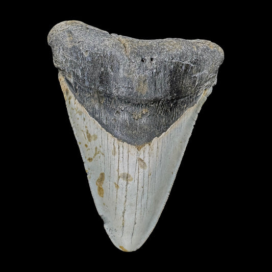 Megalodon Tooth