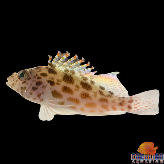 Hawkfish - Spotted
