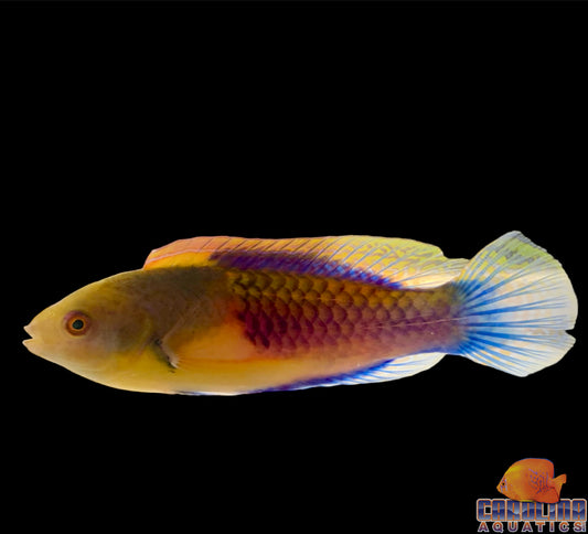 Wrasse - Fairy Blue Side Special