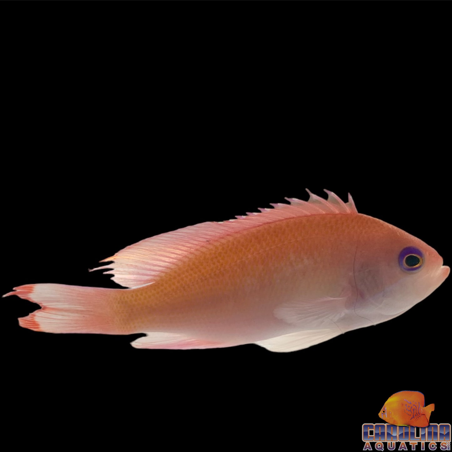 Anthias - Stocky