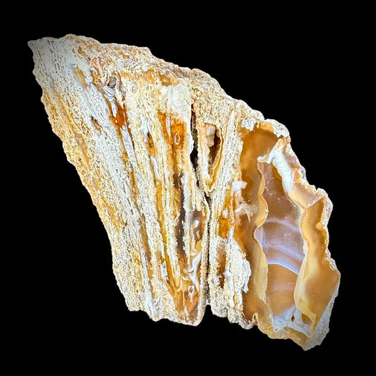 Petrified Coral