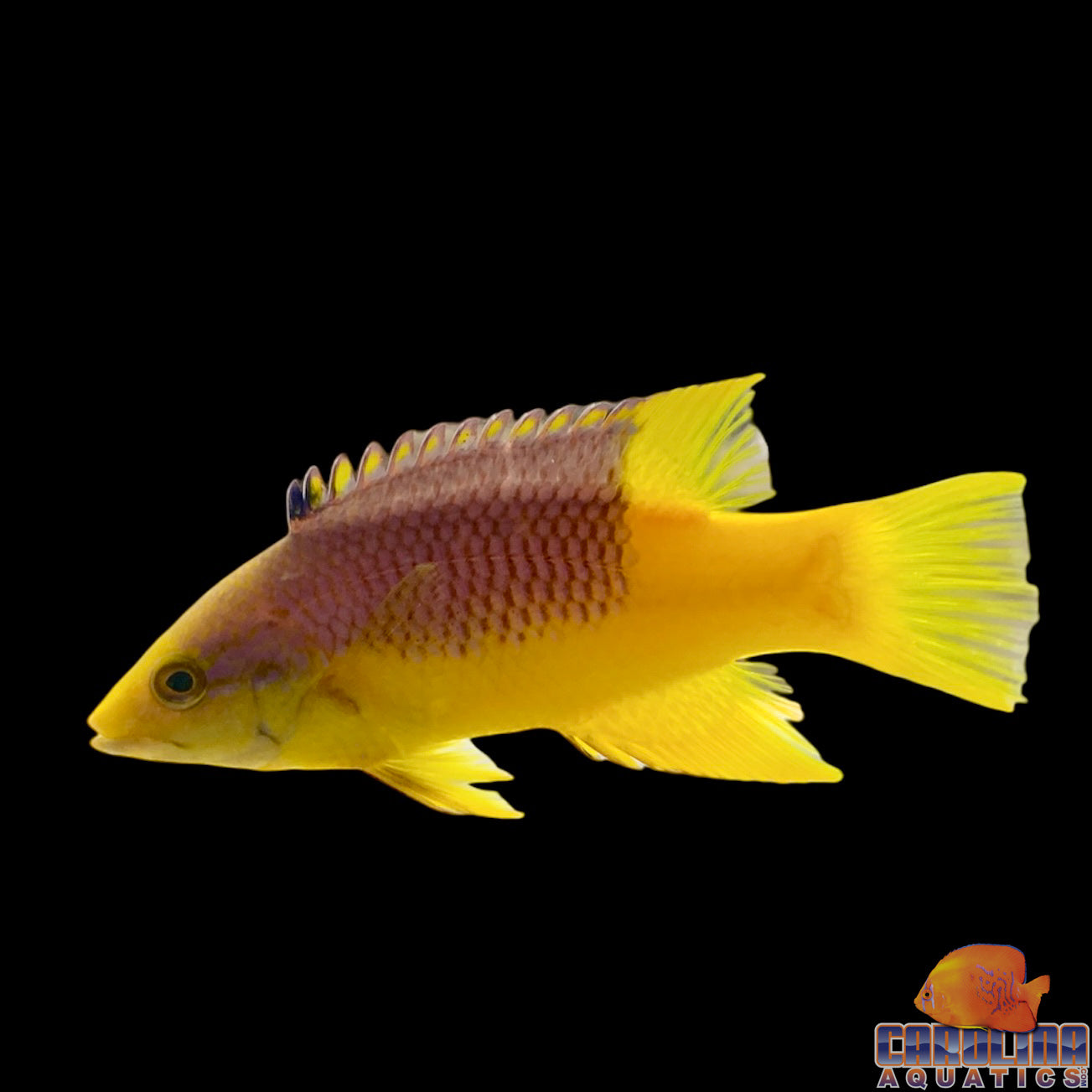 Hogfish - Spanish Md