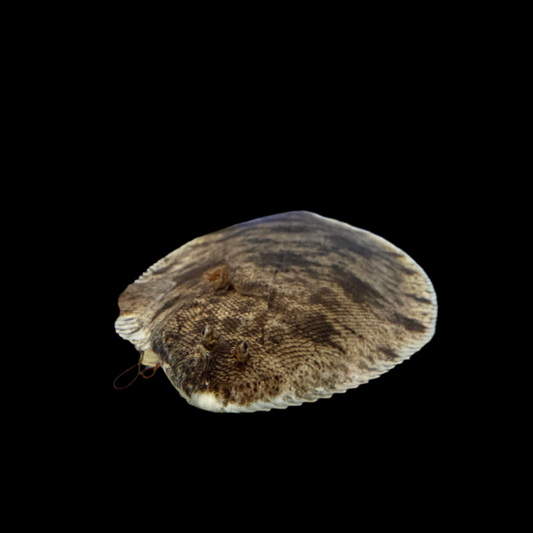 Misc - Asian Sole JBO