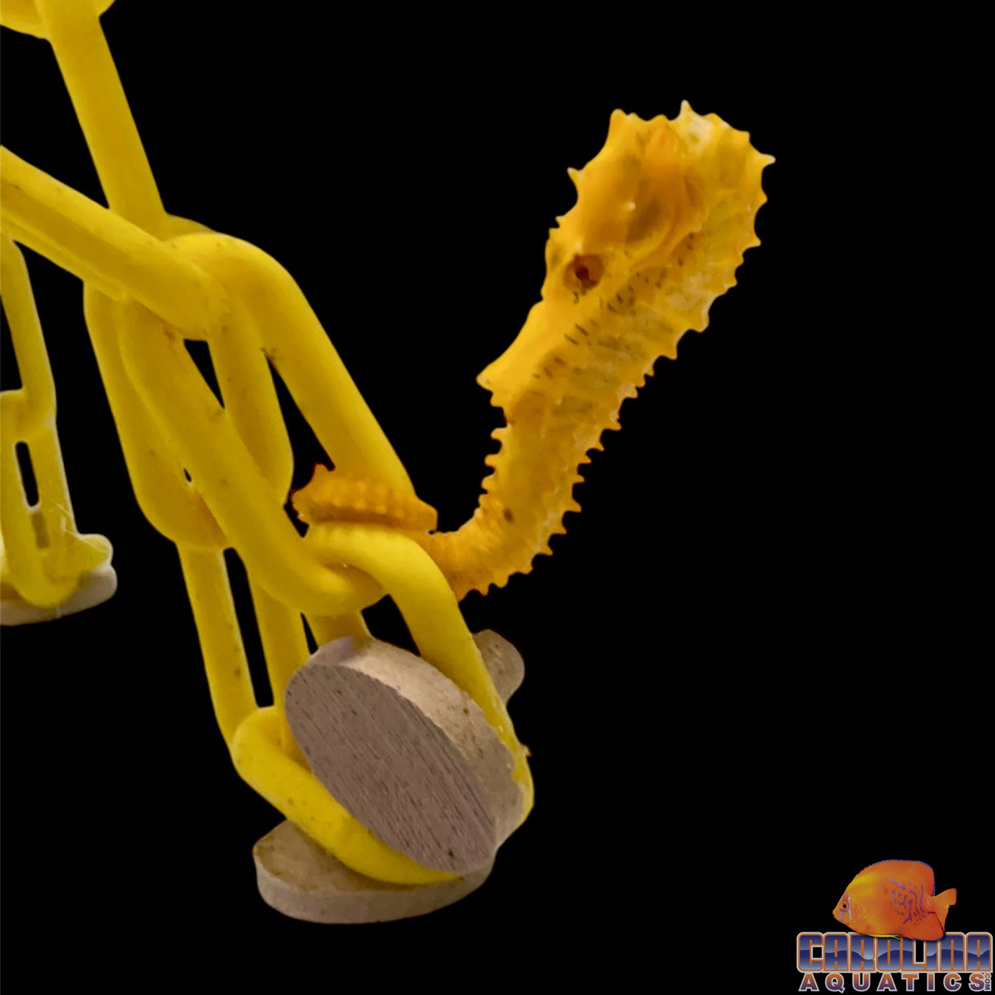 Seahorse - Orange Lined Wild XL