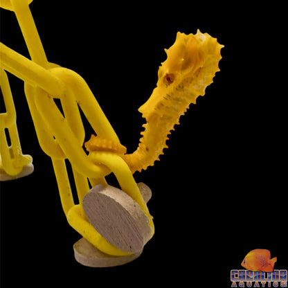 Seahorse - Orange Lined Wild XL