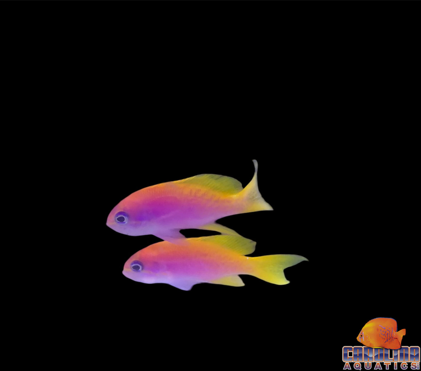 Anthias - Bimaculatus Female