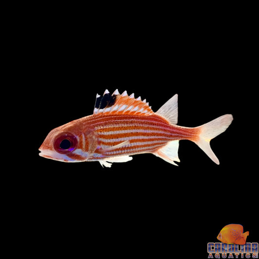 Squirrelfish Reef