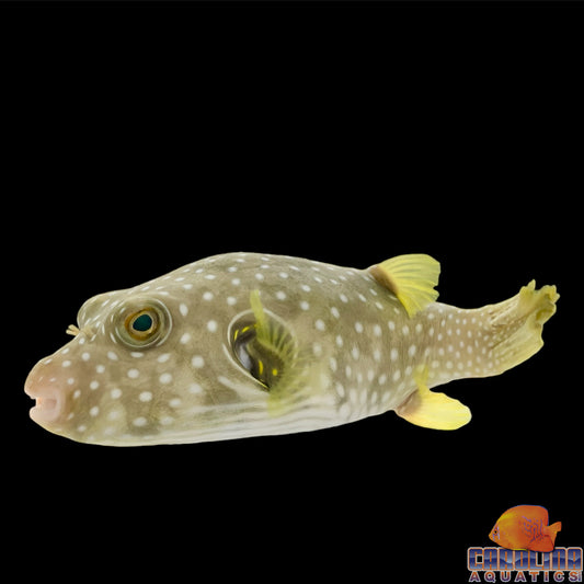 Puffer - Dogface Stars and Stripes