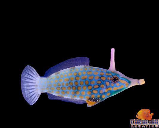 Filefish - Orange Spotted