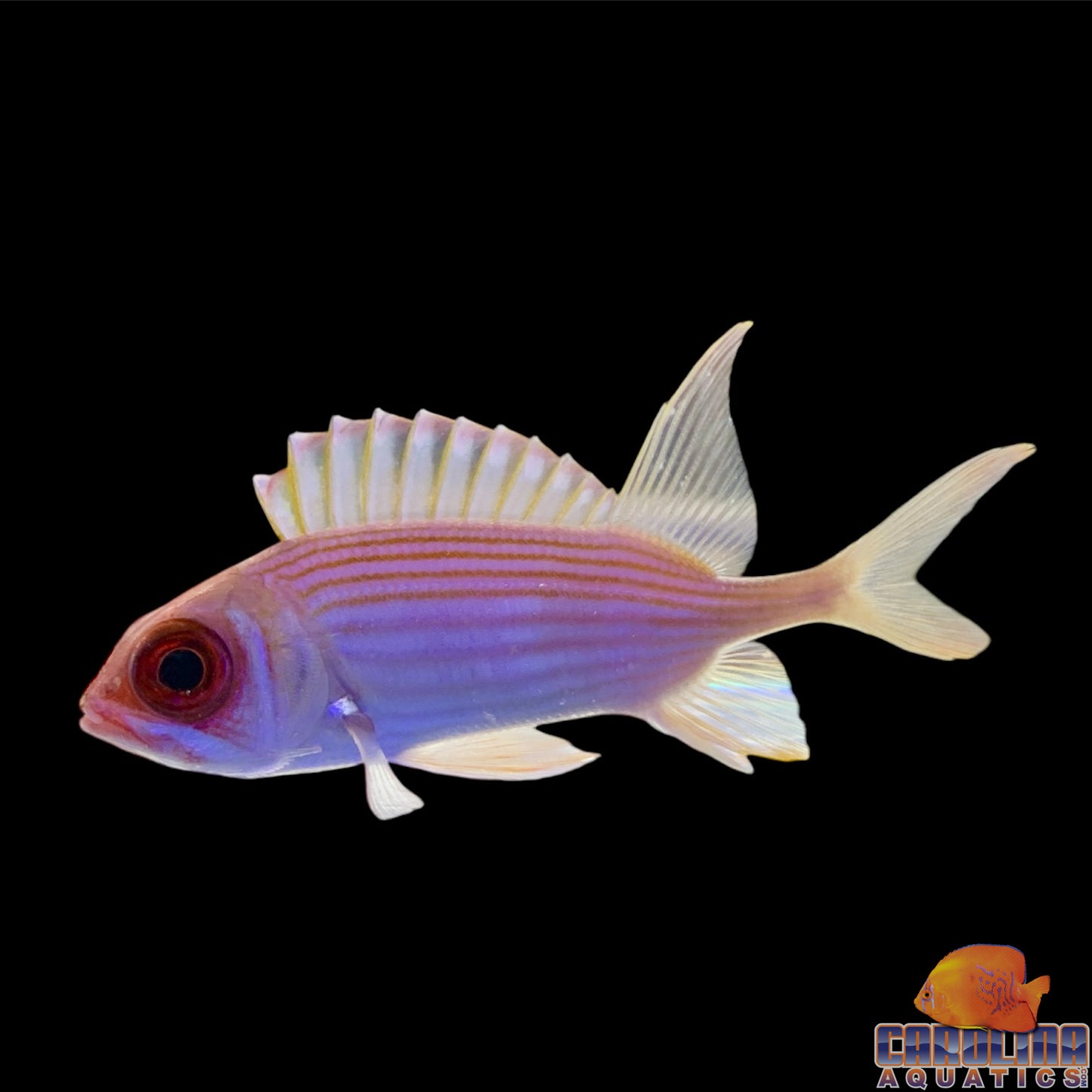 Squirrelfish Longspine Med