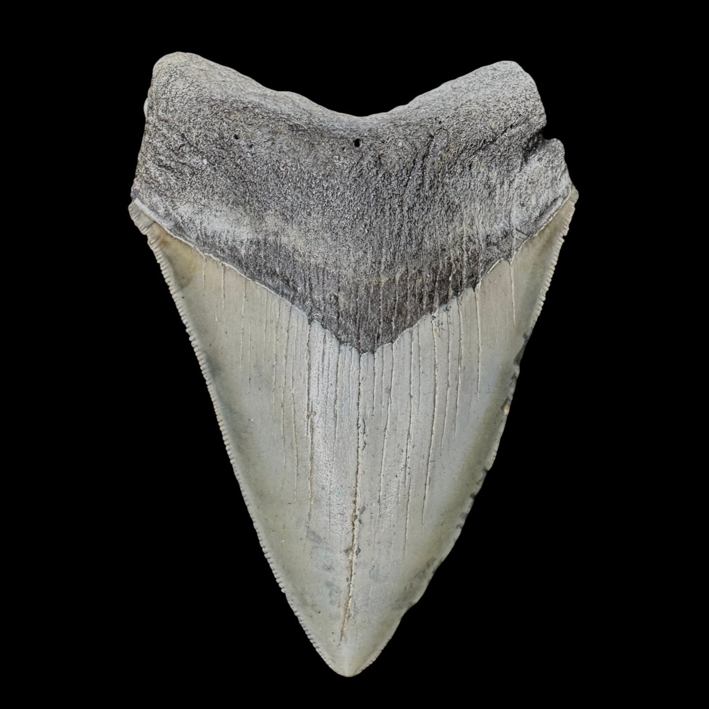 Megalodon Tooth