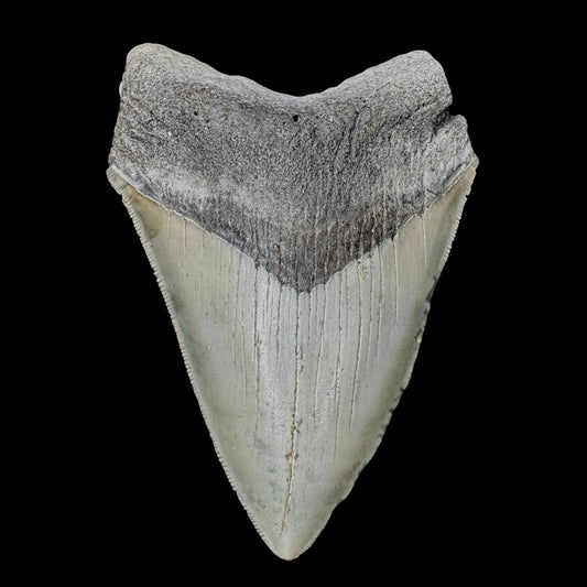 Megalodon Tooth