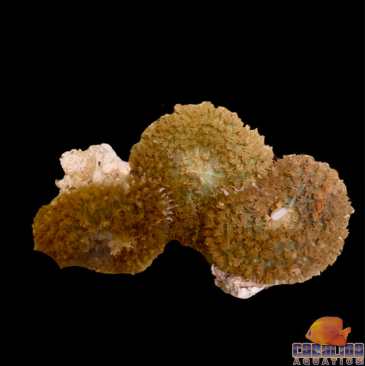 Polyp - Corallimorph Green Warty
