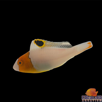 Parrotfish - Bicolor