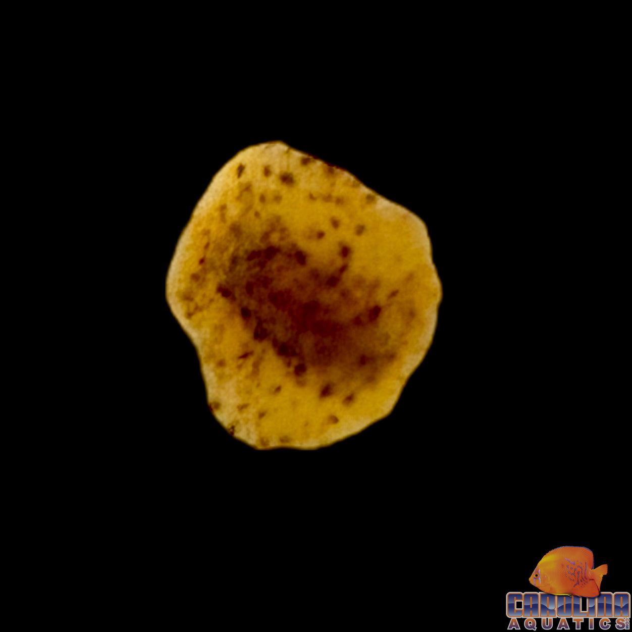 Nudibranch - Doris Orange