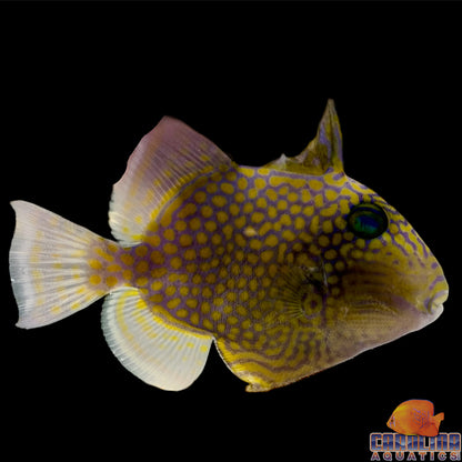 Trigger - Blue Line Md