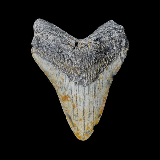Megalodon Tooth