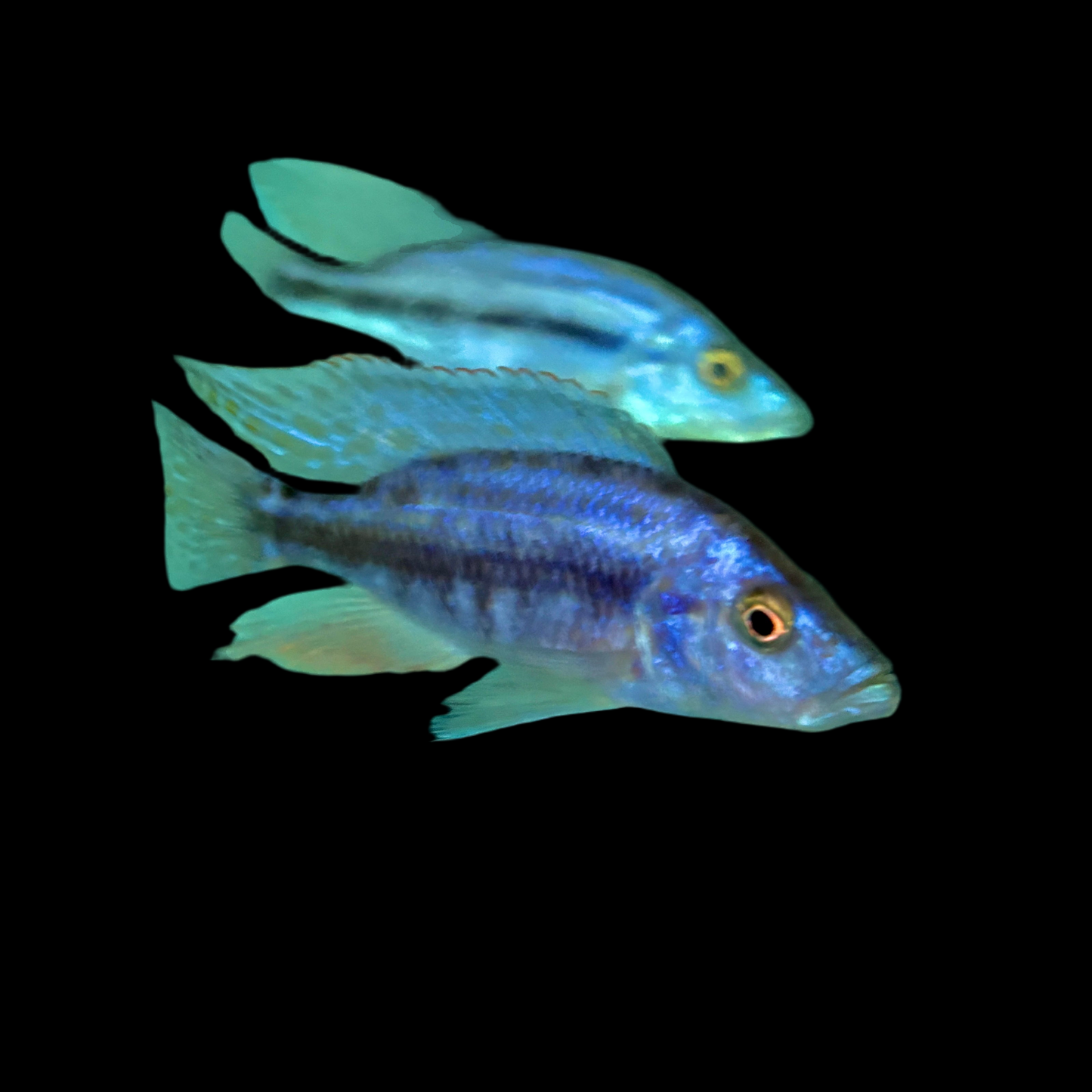 African -  Compressiceps Import Male XL