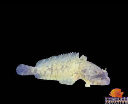 Toadfish - Gulf sm