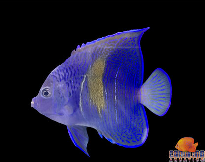 Angel - Maculosus Changing Med