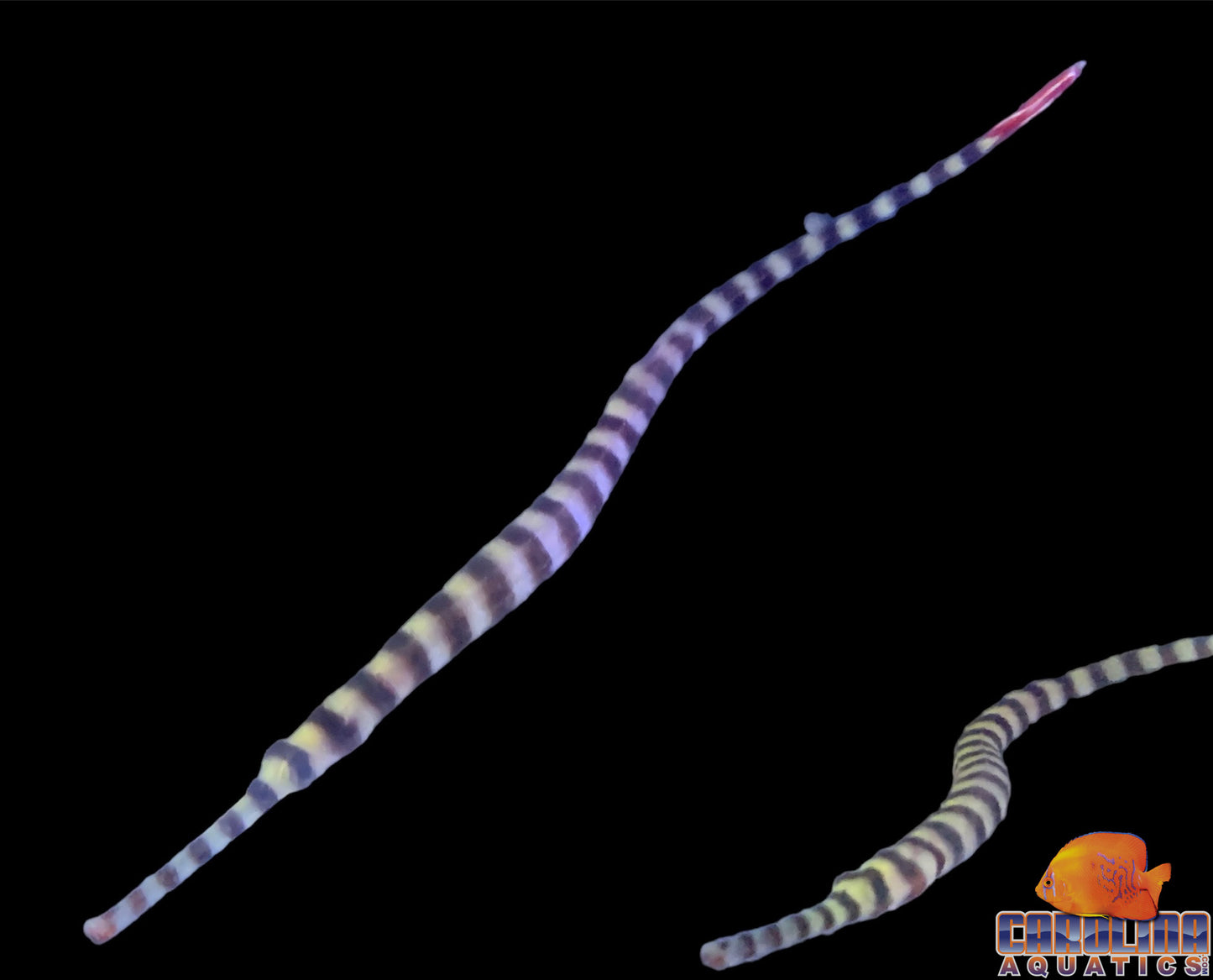 Pipefish - Banded