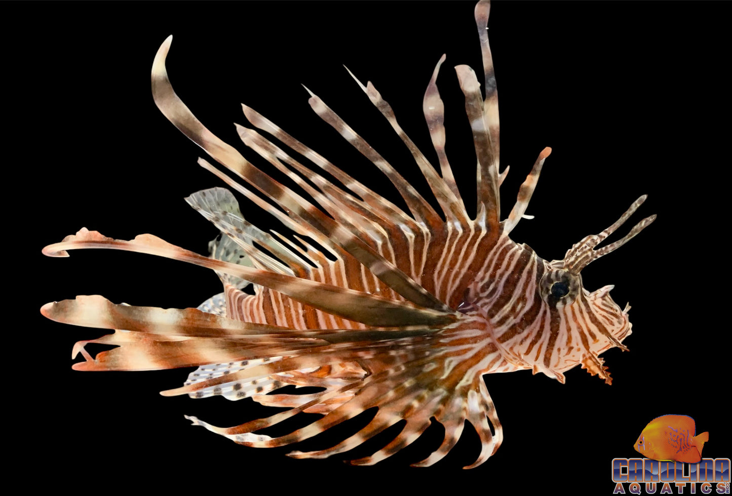 Lionfish - Volitan Md/Lg