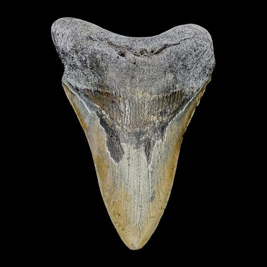 Megalodon Tooth