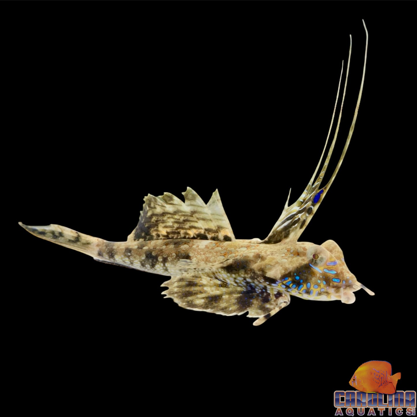 Blenny - Scooter Mother