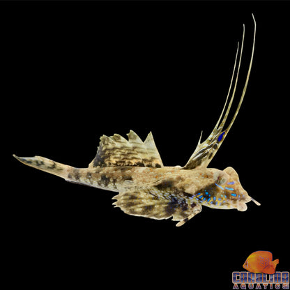 Blenny - Scooter Mother