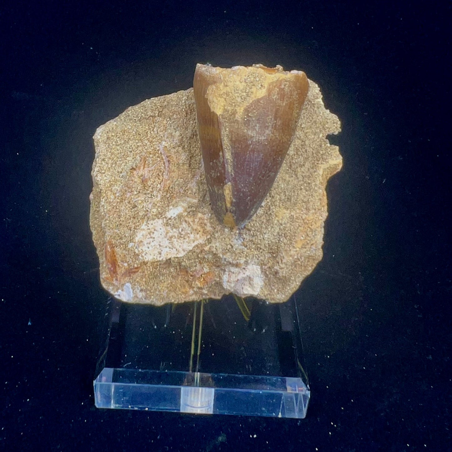 Mosasaur Tooth Fossil in Matrix